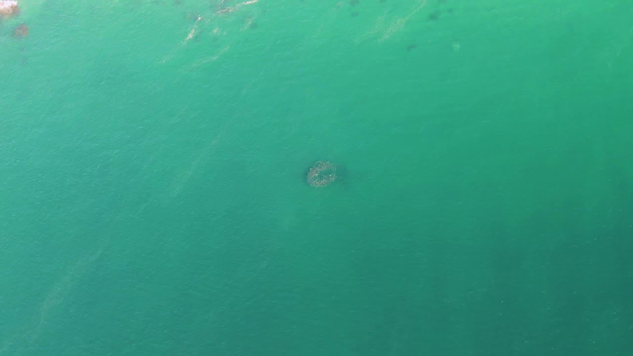 Turquoise ocean water with a dark round marine animal shape near the surface.