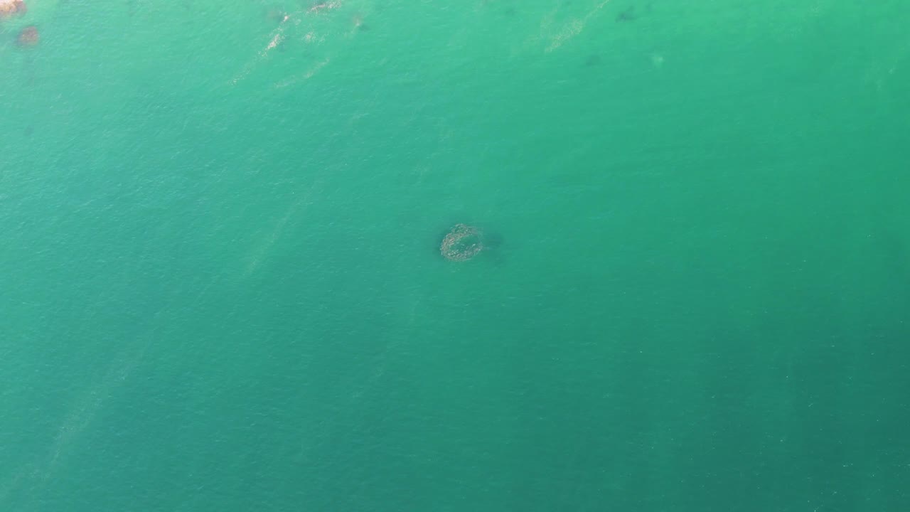 Aerial frame over Buzzards Beach water showing the dark round marine animal shape slightly lower in the composition, with faint surface texture and no visible people.