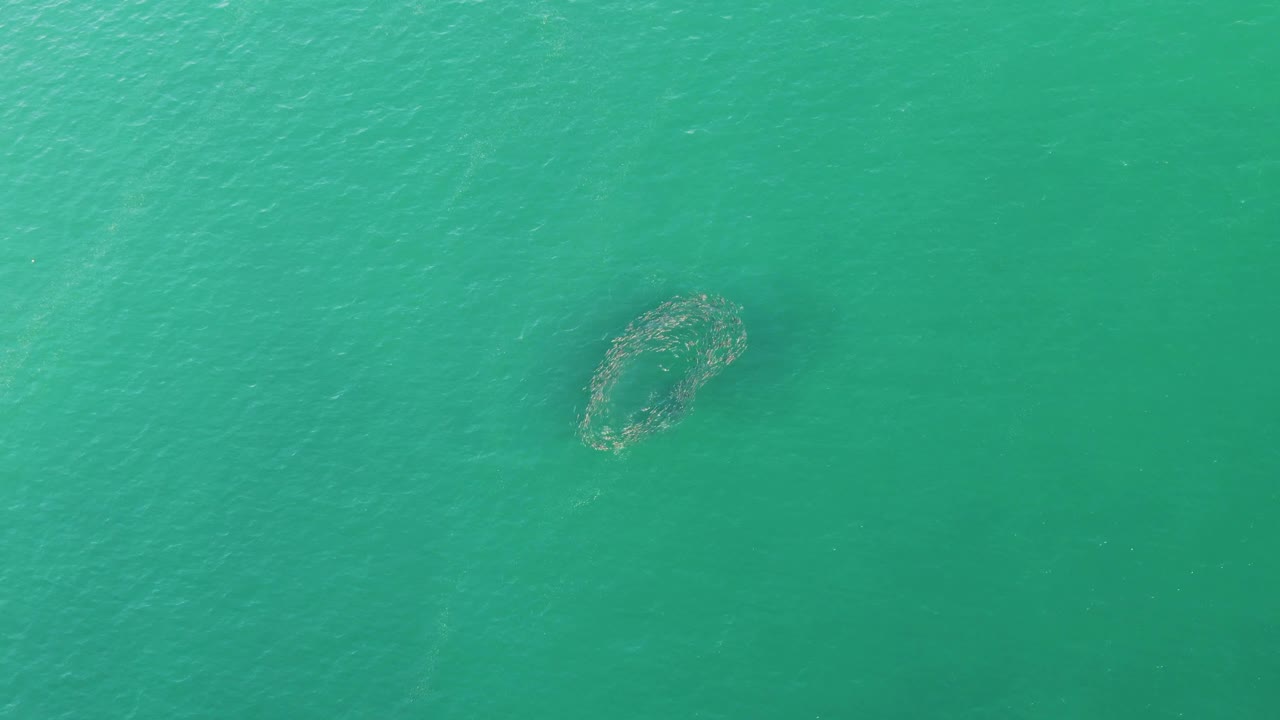 High aerial frame over Buzzards Beach showing the circular formation right of center in even turquoise water with faint surface ripples and no visible people.