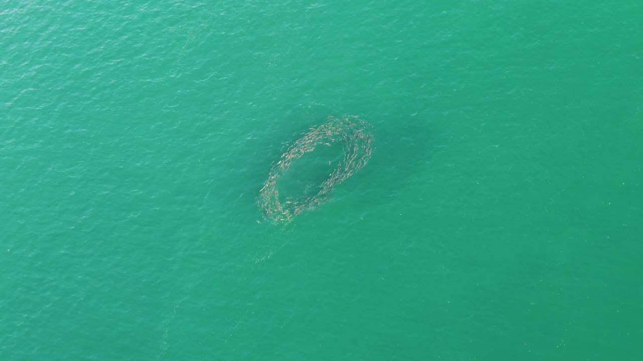 Circular aquaculture net floats near the upper-left area of turquoise ocean water at Buzzards Beach, Baja California Sur, Mexico, with no visible people.