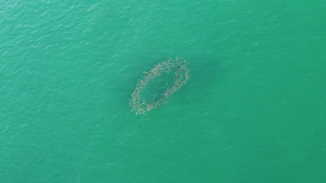 The circular aquaculture net remains in open turquoise water at Buzzards Beach, Baja California Sur, Mexico, with ripples shifting around the ring and no visible people.