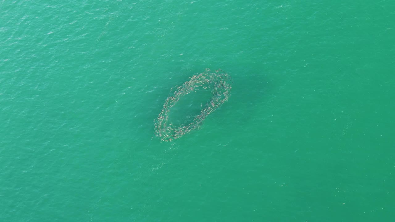 A circular marine net sits in the upper-right portion of a turquoise ocean frame at Buzzards Beach, Baja California Sur, Mexico, with no land or people visible.