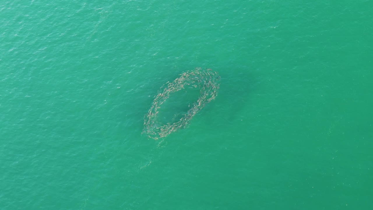 Aquaculture net floating over green-blue ocean water.