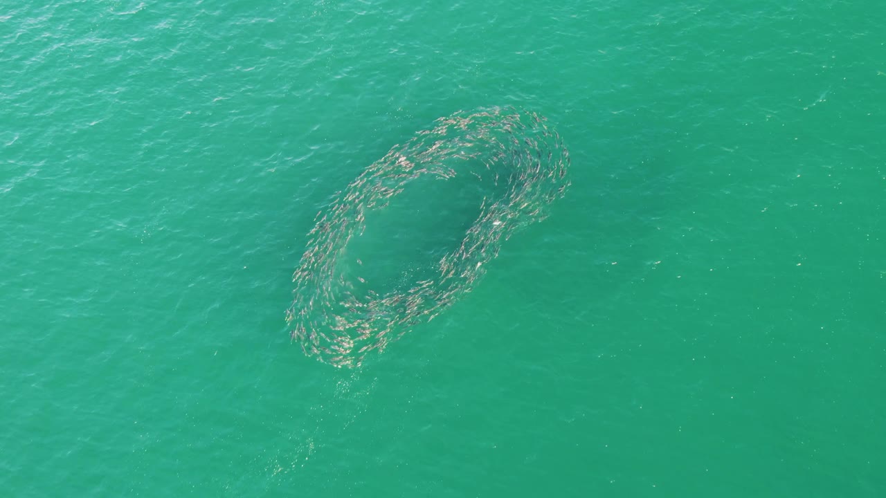 Circular school of fish in turquoise ocean water