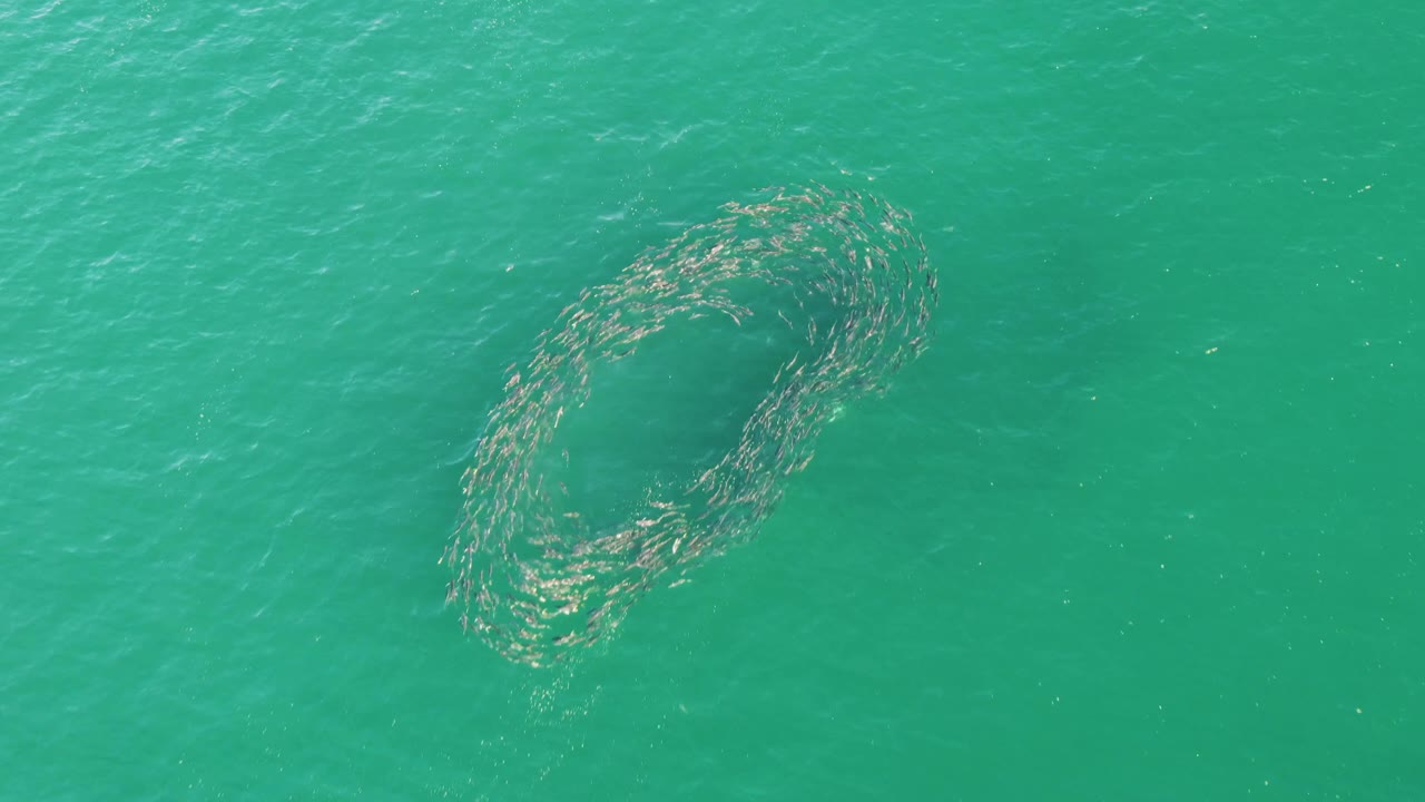 At Buzzards Beach in Baja California Sur, the fish school sits near the center of the overhead frame as a loose oval ring under rippled turquoise water, with no visible people.