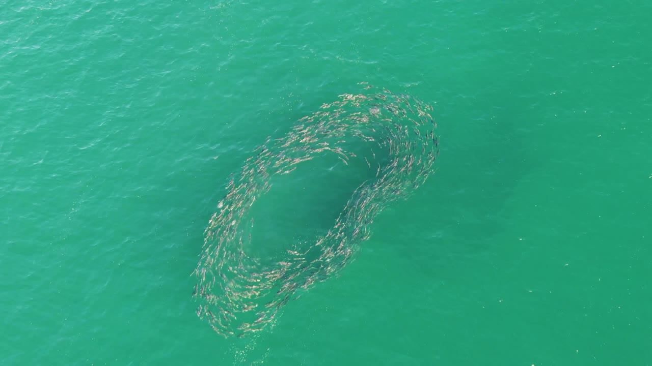 At Buzzards Beach in Baja California Sur, the fish school forms a tighter oval near the right side of the overhead turquoise-water frame, with no visible people.