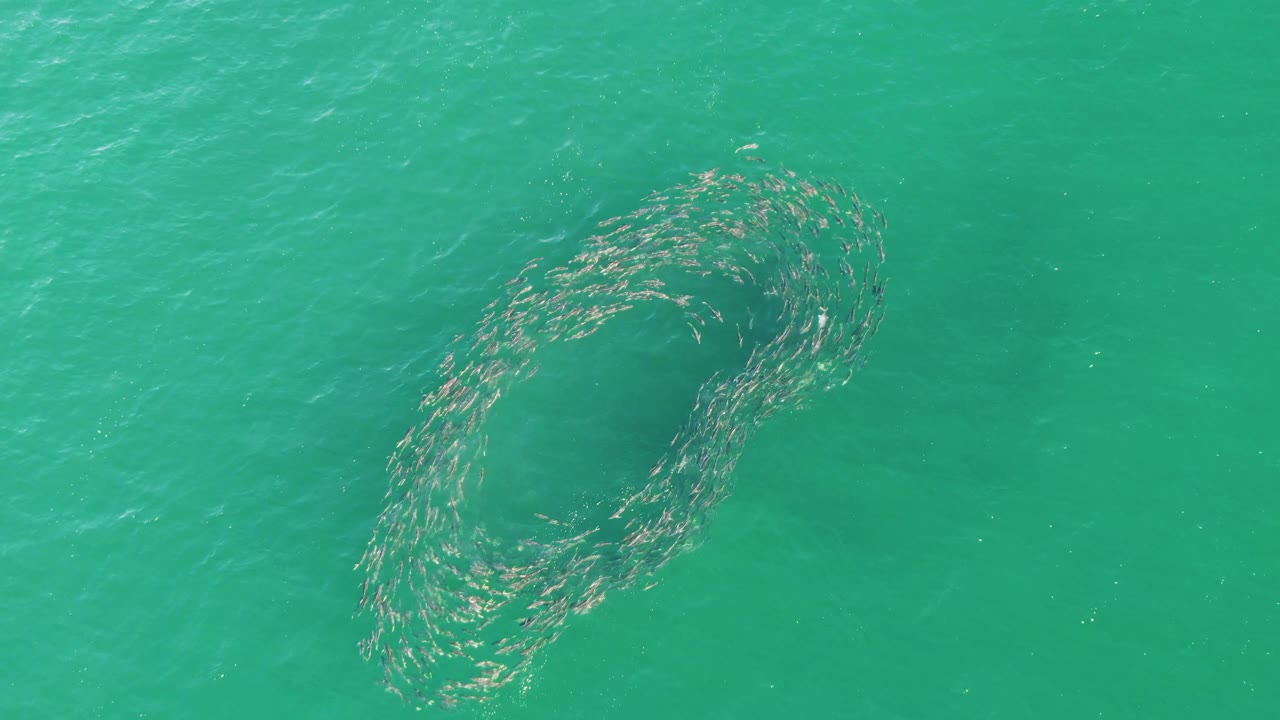 At Buzzards Beach in Baja California Sur, the fish school appears lower-left in the overhead frame, stretched into a looser circle in green-blue ocean water, with no visible people.