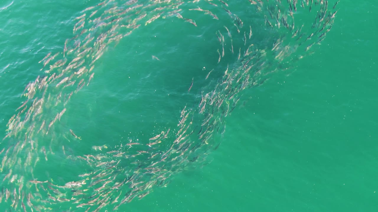 School of fish swirling beneath turquoise ocean water.