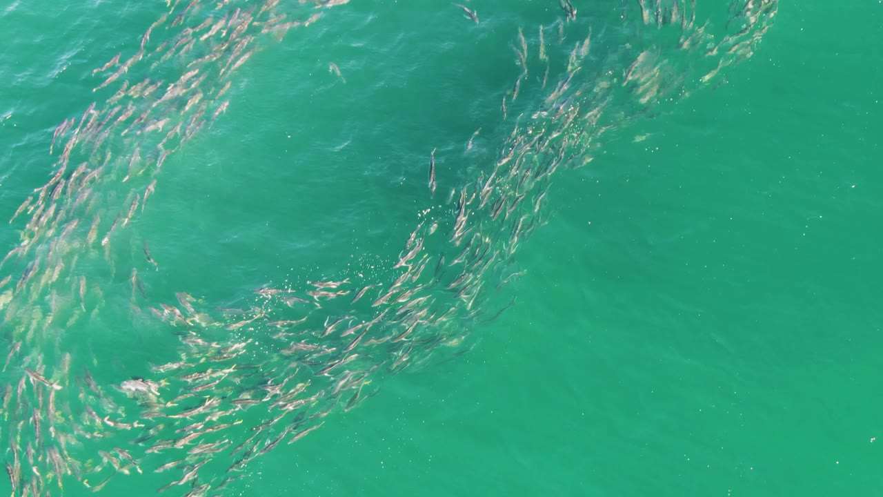 A tighter overhead view shows the fish school bending into a circular formation in the clear water at Buzzards Beach, Baja California Sur, with no visible people.