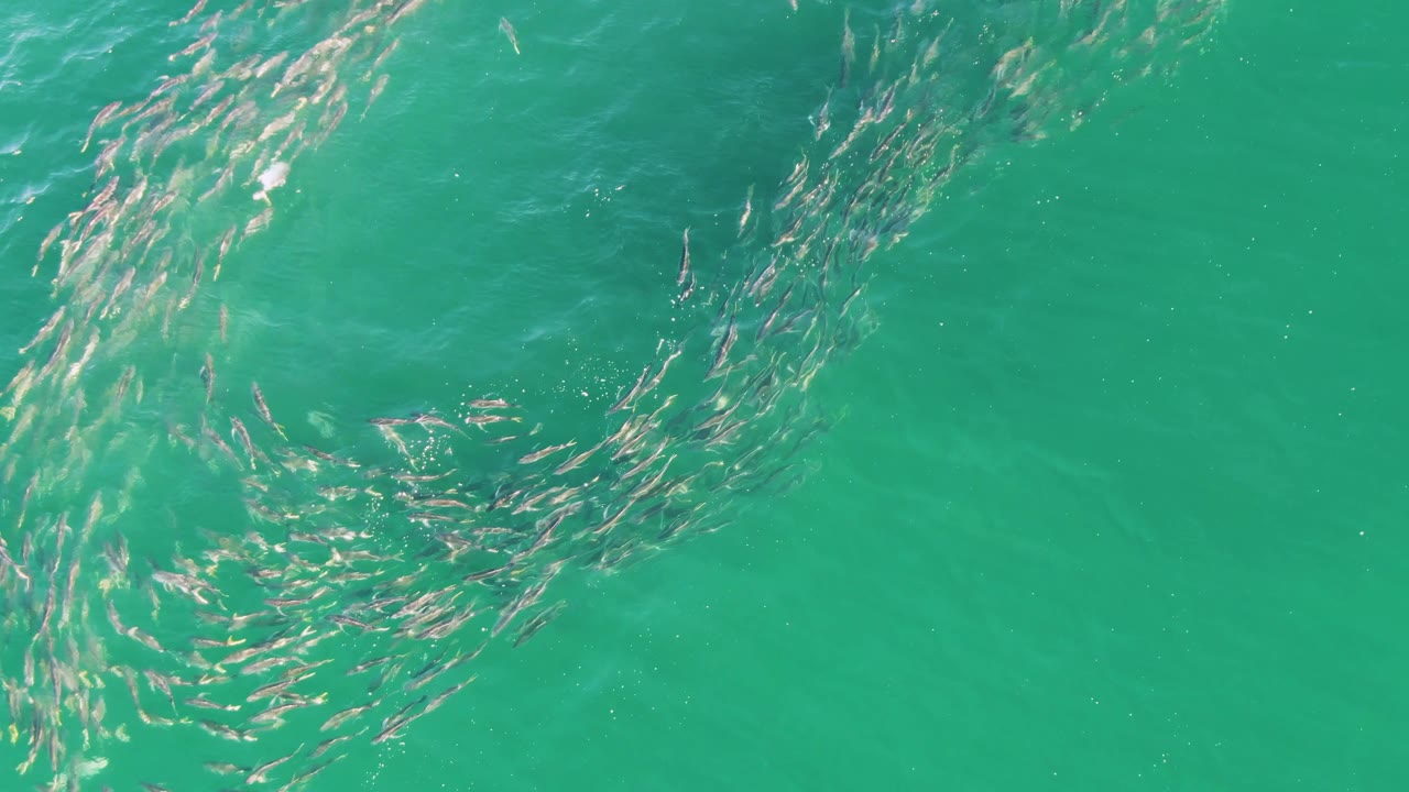 The fish school appears as a loose looping ring under turquoise ocean water at Buzzards Beach, Baja California Sur, with ripples crossing the surface and no visible people.