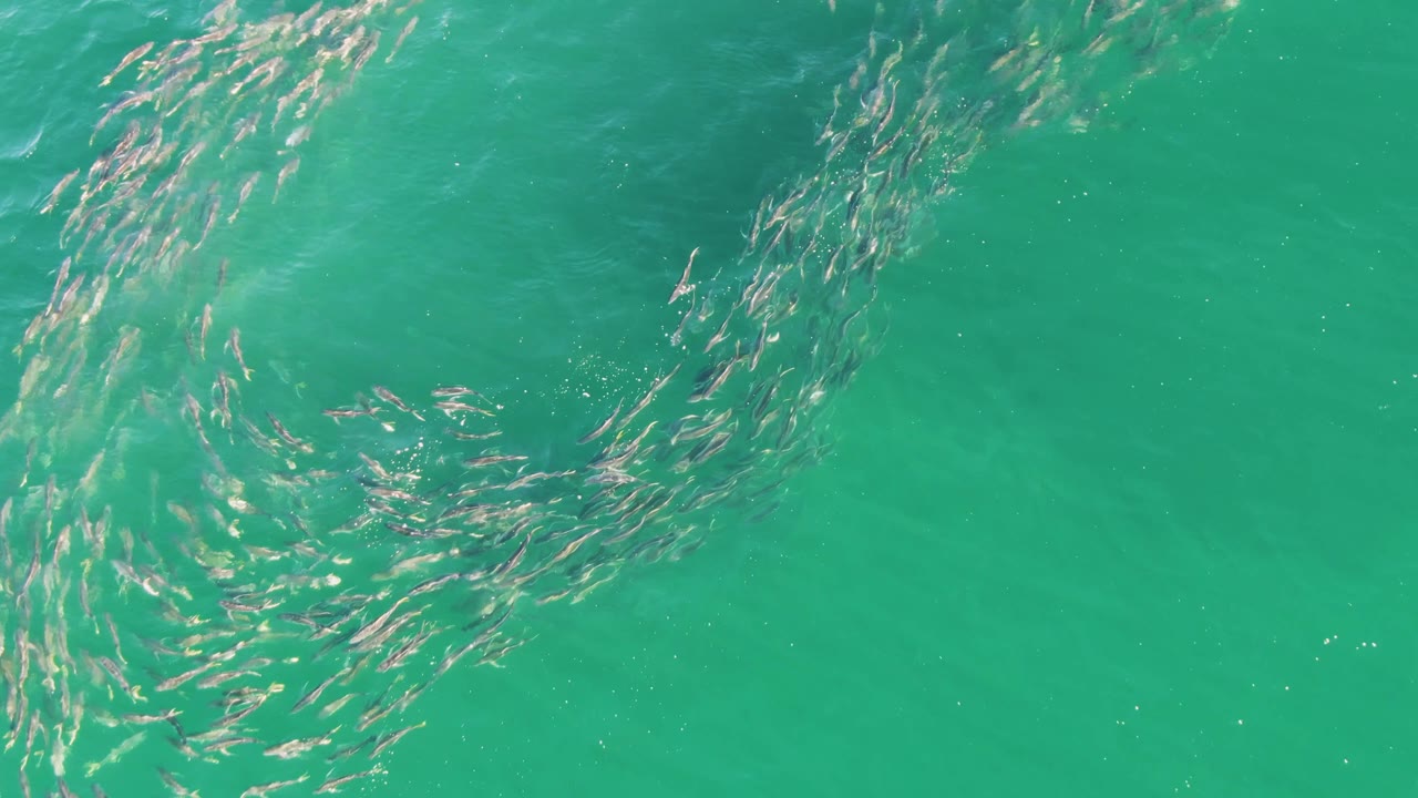 An overhead frame shows the fish school stretched into a longer curved band beneath turquoise water at Buzzards Beach, Baja California Sur, with no visible people.