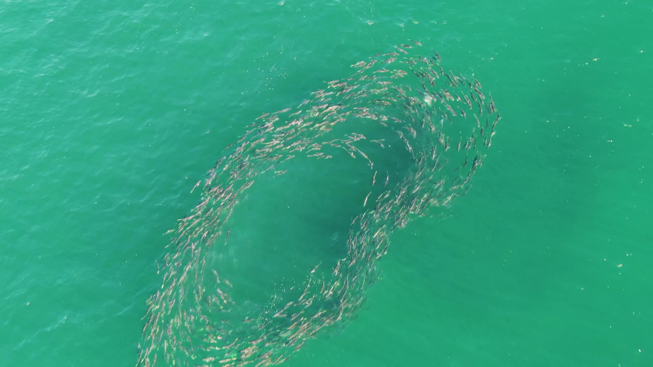 Overhead view of a school of fish beginning a curved spiral in turquoise water at Buzzards Beach, Baja California Sur, with no visible people.