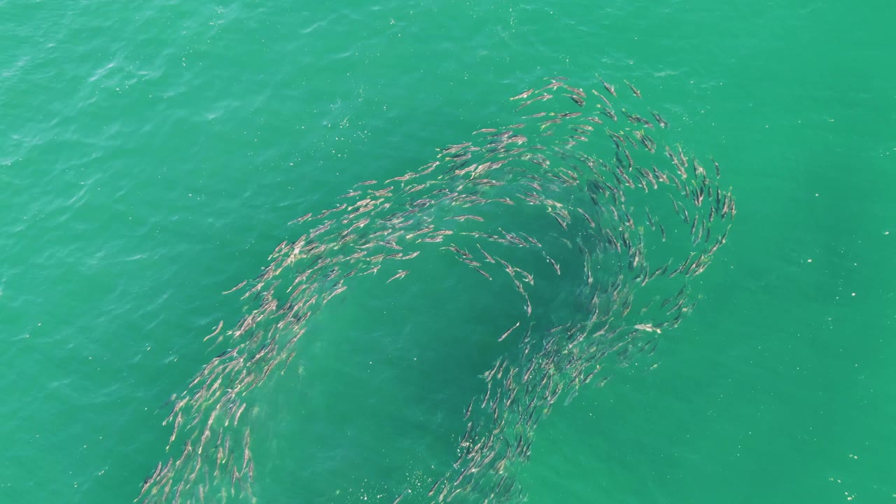 A ring-like fish school curves around a darker submerged area in turquoise water at Buzzards Beach, Baja California Sur, with no visible people.
