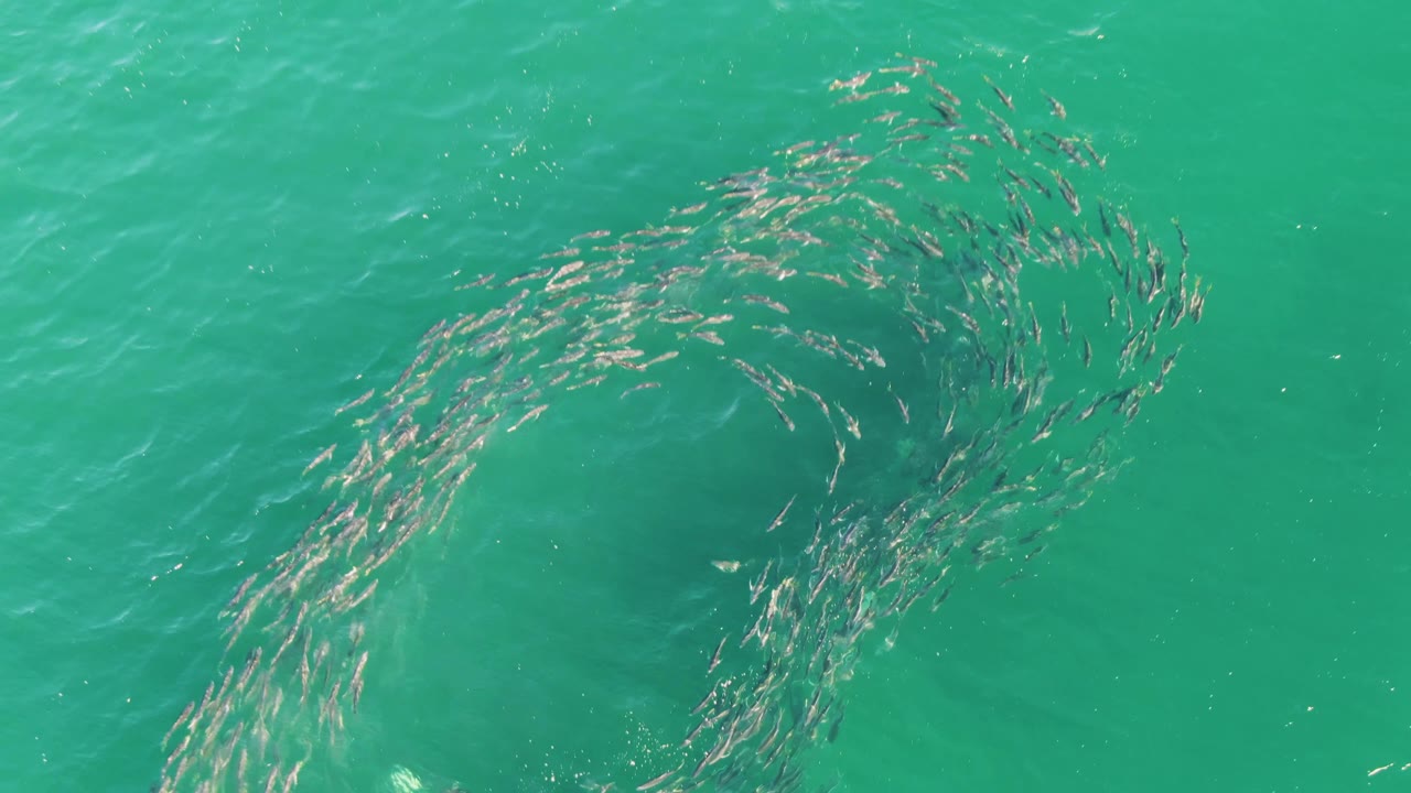 Fish school sweeping diagonally through green-blue ocean water.