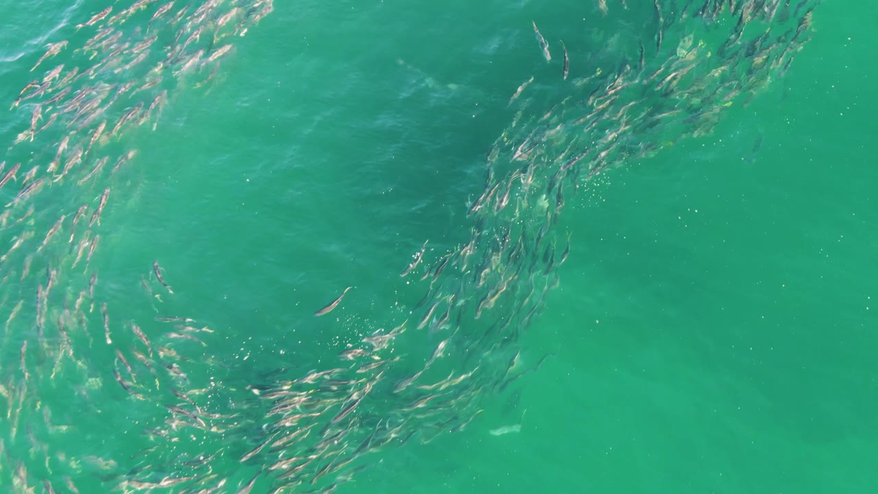 School of fish forming a loose circle in turquoise water
