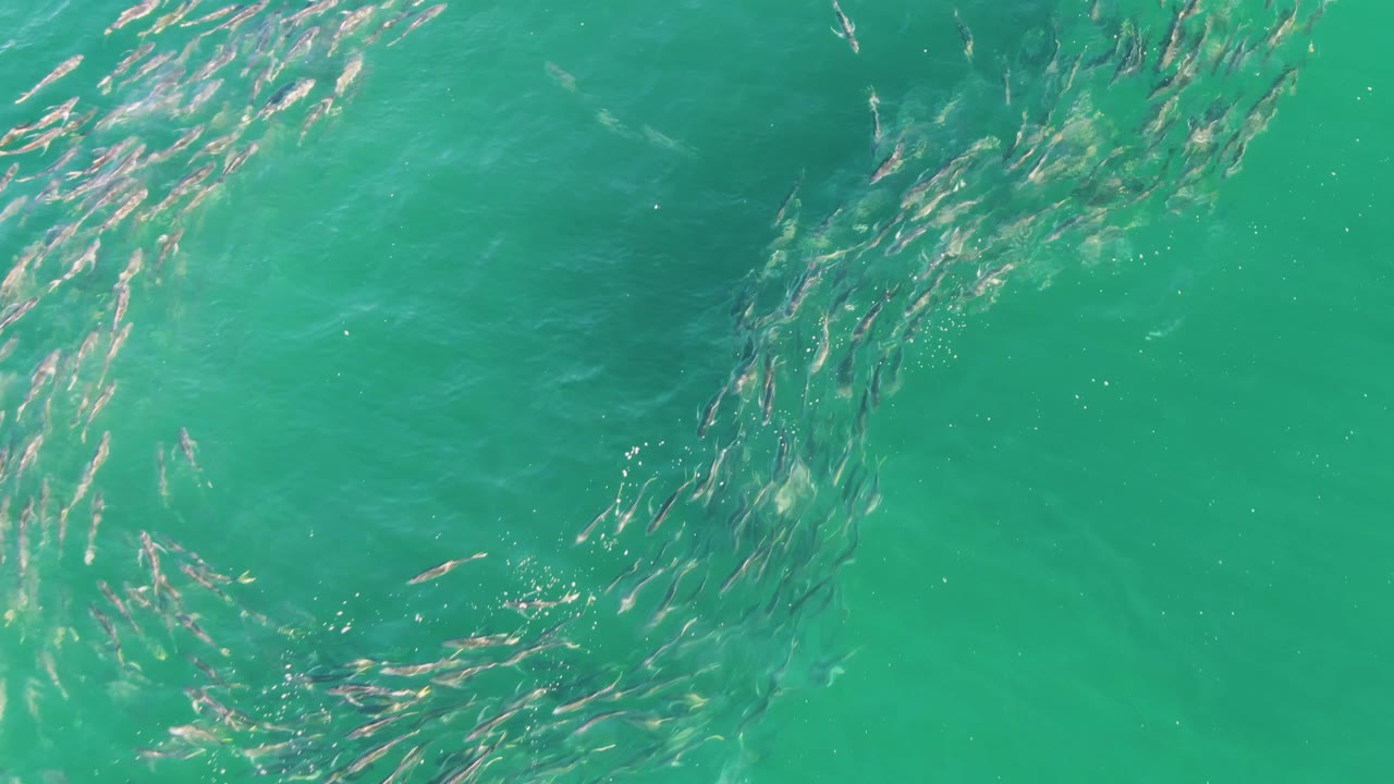 Aerial frame of small fish stretched into a curved band beneath turquoise ocean water at Buzzards Beach, Baja California Sur, with brighter glare near the upper ripples and no visible people.