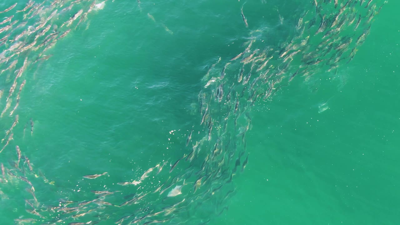 Top-down view of fish grouped in a partial circular formation below rippled turquoise water at Buzzards Beach, Baja California Sur, with the clearest cluster near the right side and no visible people.