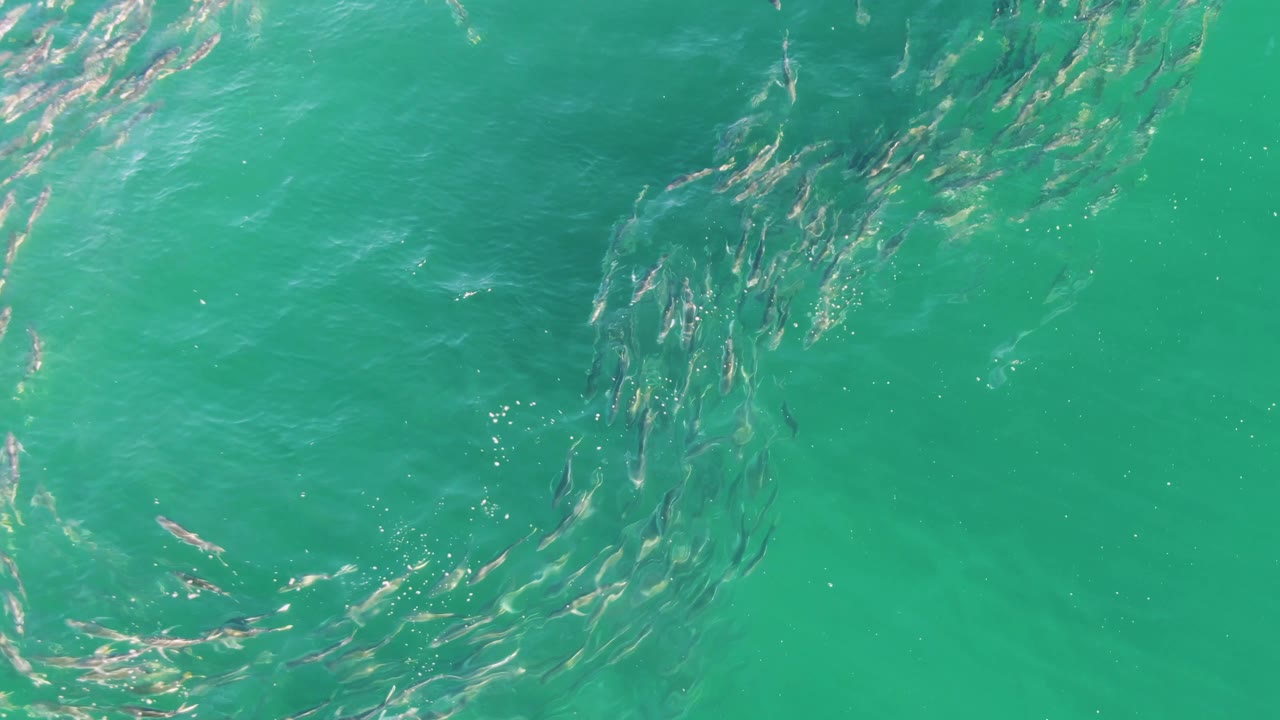 Overhead frame of a fish school sweeping diagonally through clear green-blue water at Buzzards Beach, Baja California Sur, with a looser circular edge and no visible people.