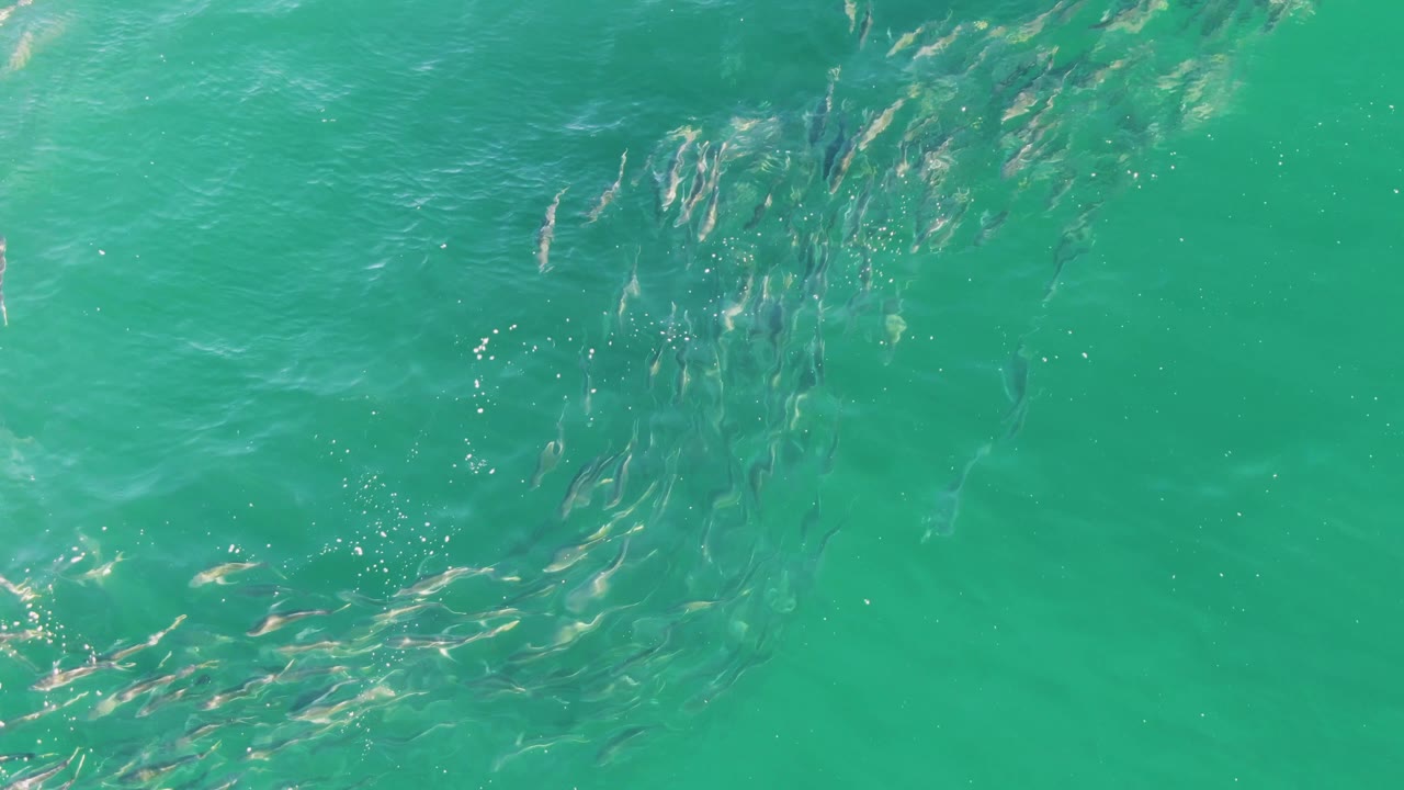 Small fish schooling beneath turquoise water with surface ripples.