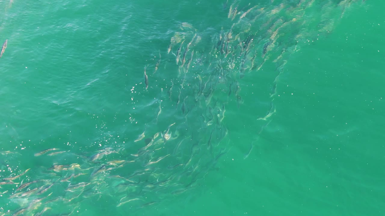 A loose school of small fish shifts under green-blue water at Buzzards Beach in Baja California Sur, Mexico, with scattered light reflections and no visible people.