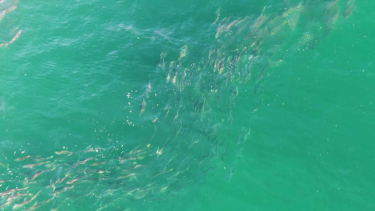 Small fish spread across the upper water column at Buzzards Beach in Baja California Sur, Mexico, visible through turquoise ripples with no visible people.