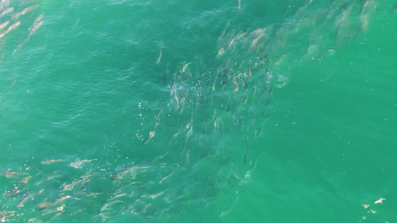 A denser group of small fish sits below the rippled turquoise surface at Buzzards Beach in Baja California Sur, Mexico, with no shoreline or people visible.