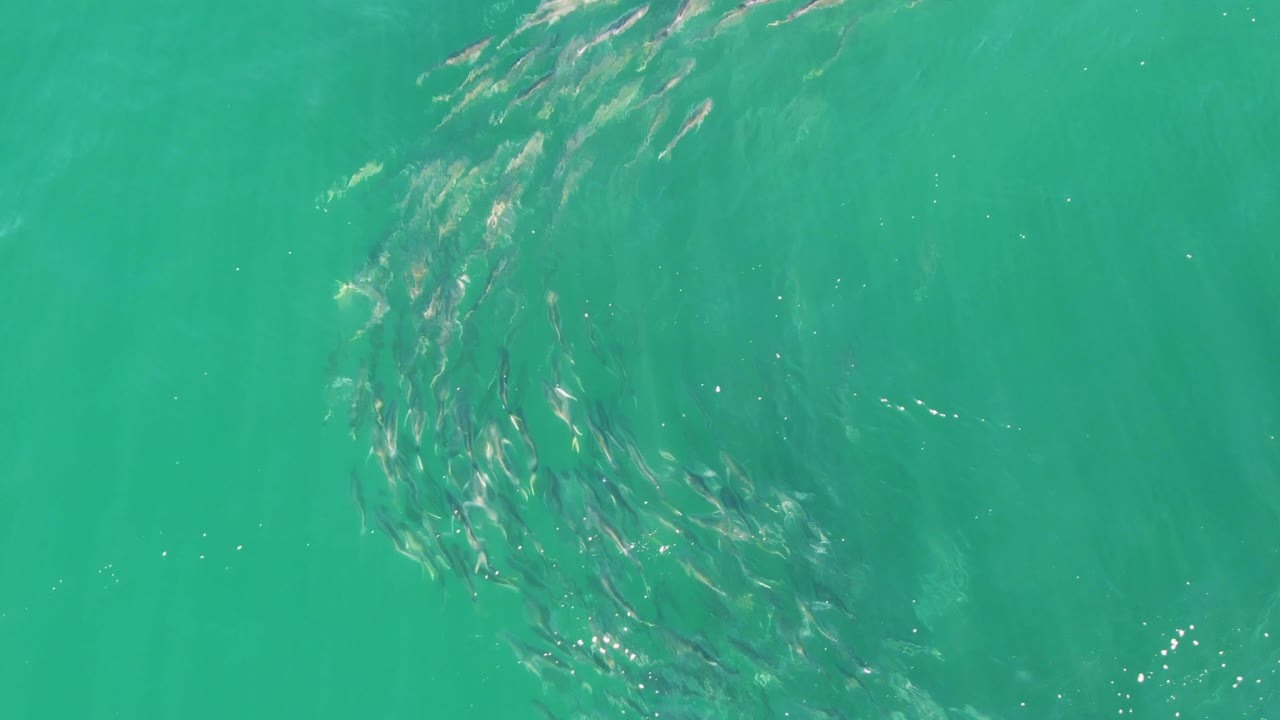 School of small fish swirling under turquoise ocean water
