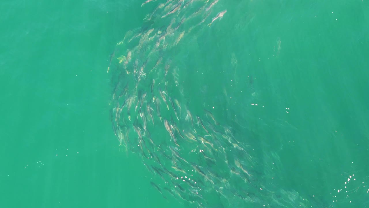 The fish school spreads into a wider arc in clear turquoise water at Buzzards Beach, with faint sandy bottom color and no visible people.