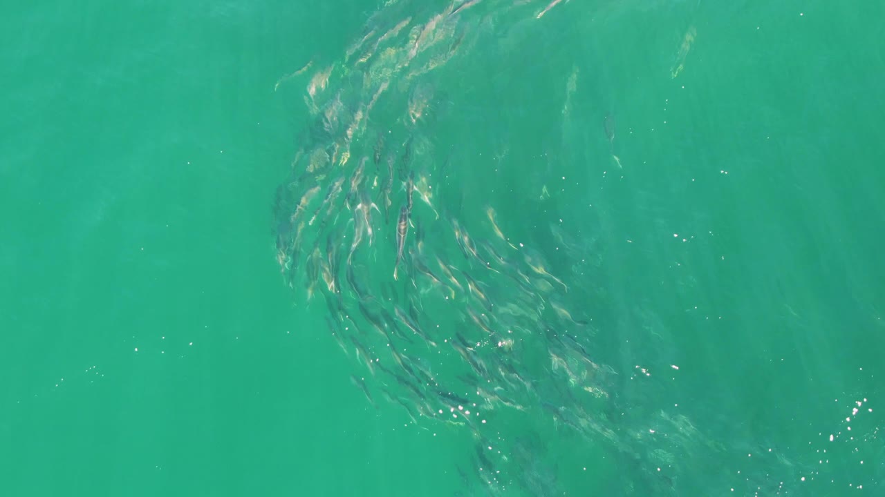 A compact crescent of small fish turns through transparent turquoise sea at Buzzards Beach, Baja California Sur, Mexico, with no visible people.