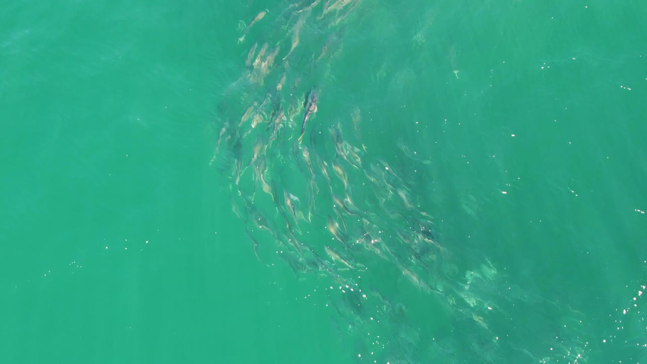 The fish school appears lower in the overhead view, drifting through green-blue water at Buzzards Beach with open water around it and no visible people.