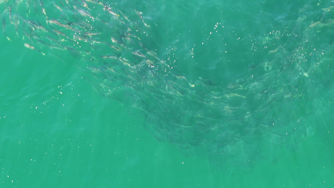 At Buzzards Beach, Baja California Sur, small fish gather near the upper part of clear turquoise water with bright surface ripples and no visible people.
