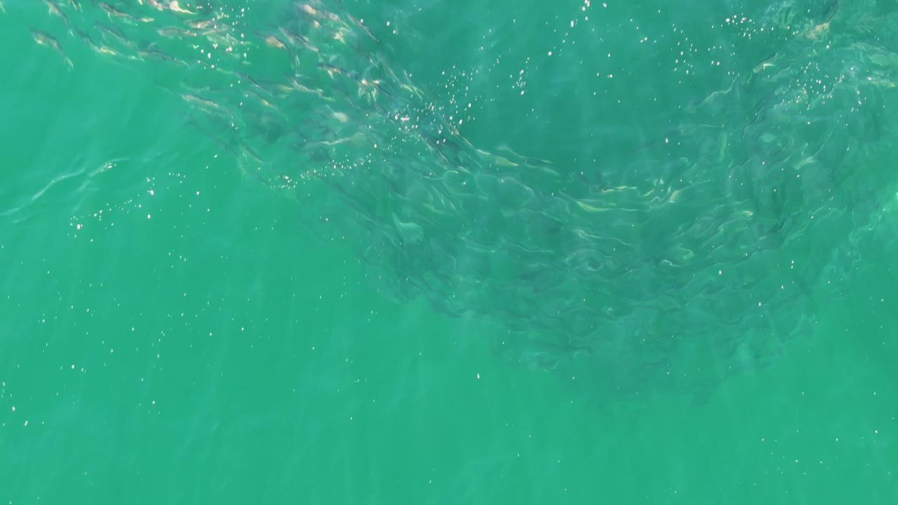 At Buzzards Beach, Baja California Sur, a loose school of small fish stretches across the upper waterline while green-blue water fills the frame with no visible people.