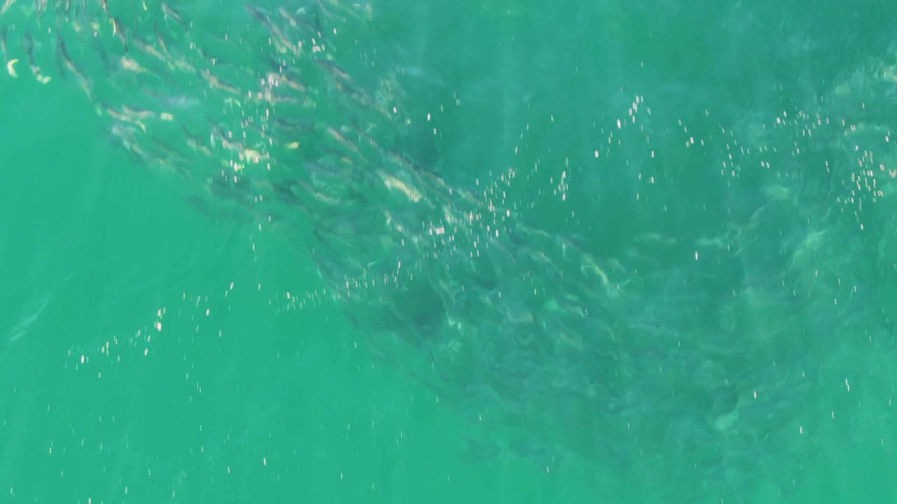 Dense fish cluster in clear turquoise water