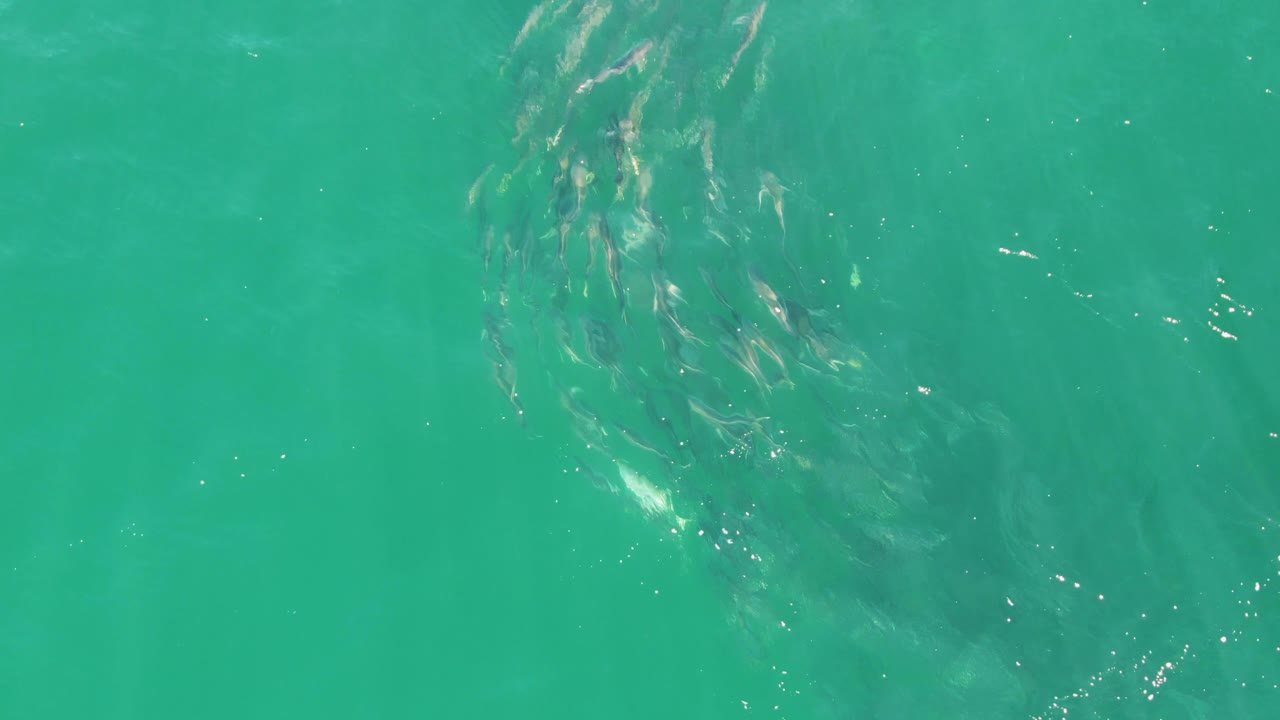 A loose school of small fish swims under clear turquoise water at Buzzards Beach, Baja California Sur, with sun flecks on the surface and no visible people.