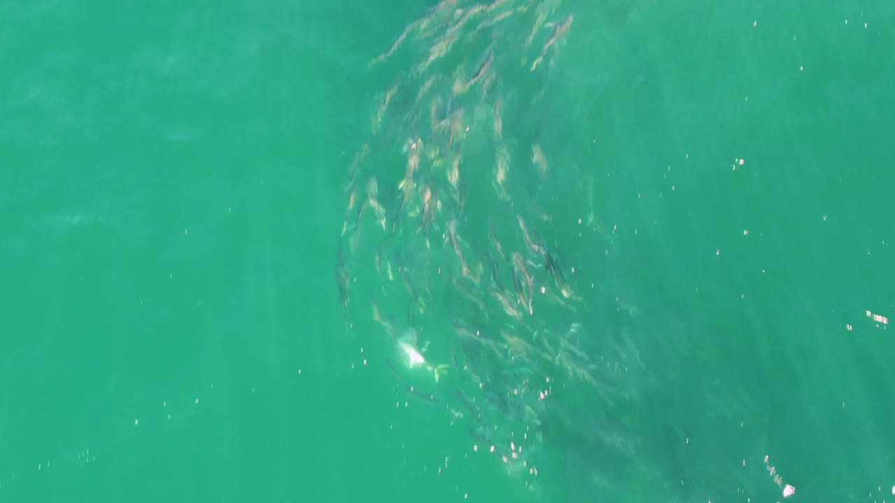 Fish school shifting in clear green-blue water