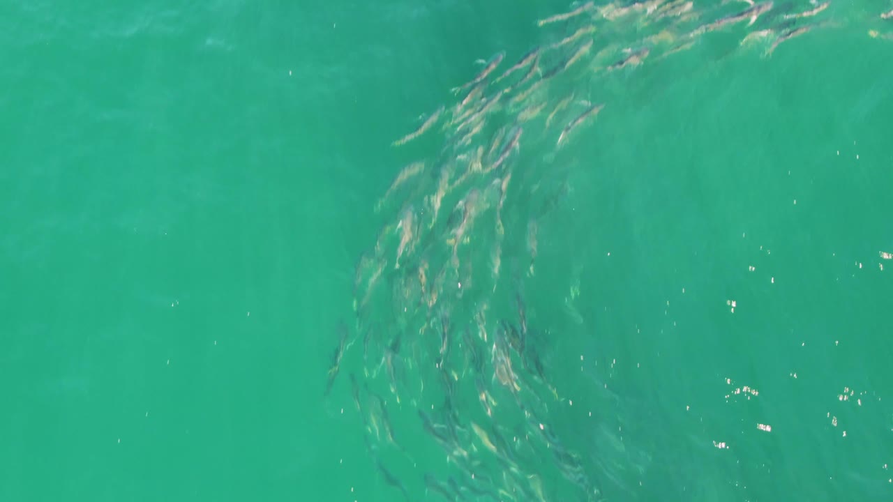 Small fish cluster near the upper part of the turquoise water frame at Buzzards Beach, Baja California Sur, with faint underwater shadows and no visible people.
