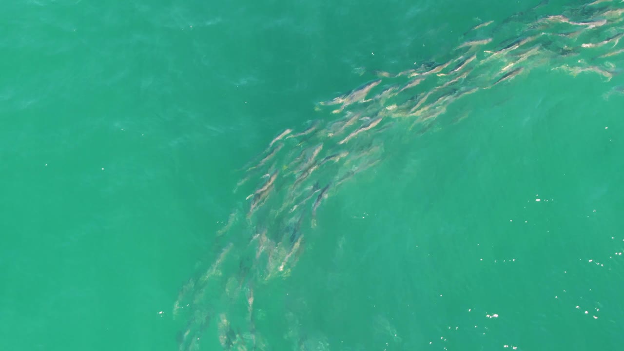 School of small fish in turquoise ocean water.