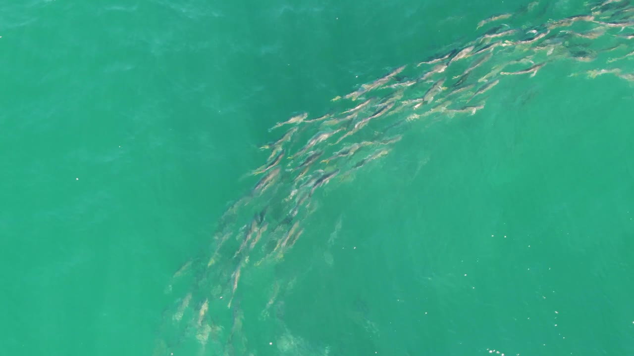 The fish school appears longer and more centered beneath the green-blue ocean surface at Buzzards Beach, with scattered bright surface reflections and no visible people.