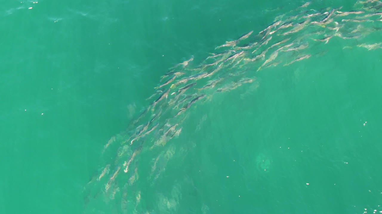 A compact cluster of small fish sits near the upper part of the turquoise water frame at Buzzards Beach, with faint subsurface shapes and no visible people.