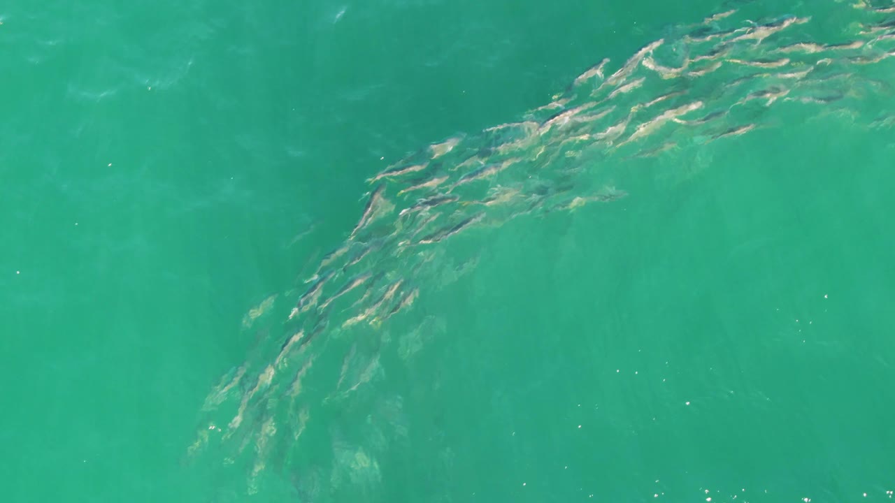 The school of fish crosses diagonally through clear turquoise ocean at Buzzards Beach, with gentle ripples visible on the surface and no visible people.