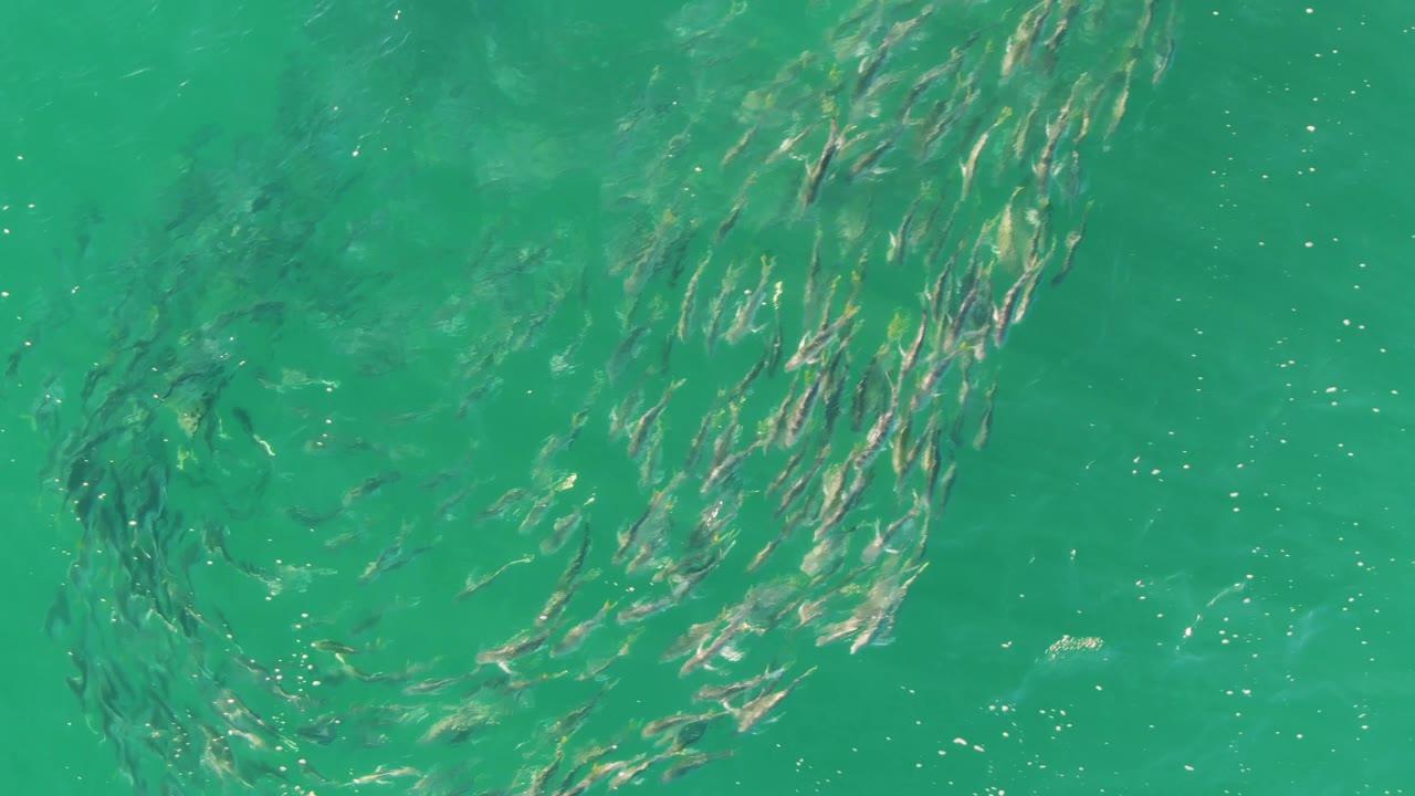 Small fish form a loose circular school below rippled turquoise water at Buzzards Beach, Baja California Sur, with no visible people.