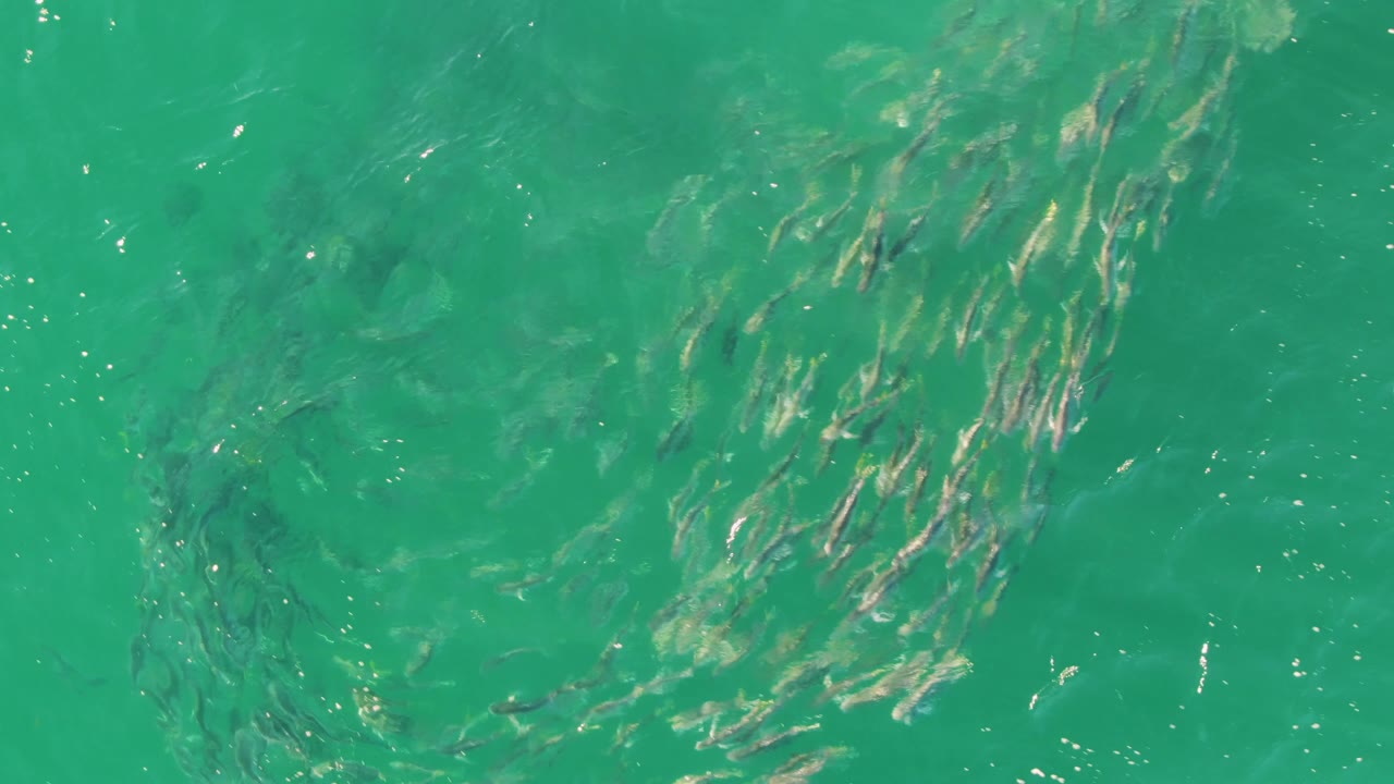 A longer cluster of small fish stretches diagonally through clear green-blue water at Buzzards Beach, with surface reflections and no visible people.