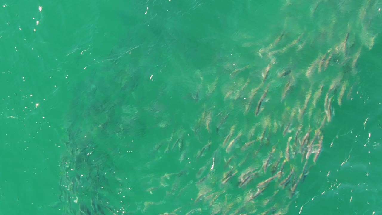 Several small fish groups appear under sunlit turquoise water at Buzzards Beach, Baja California Sur, with faint darker patches below and no visible people.