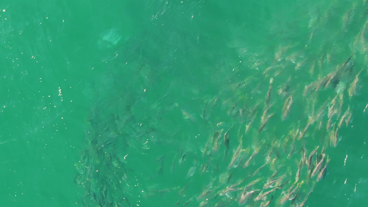 Fish cluster near the left side of shallow water.