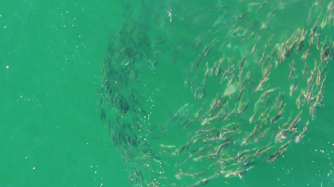 Small fish school circling in clear turquoise water.