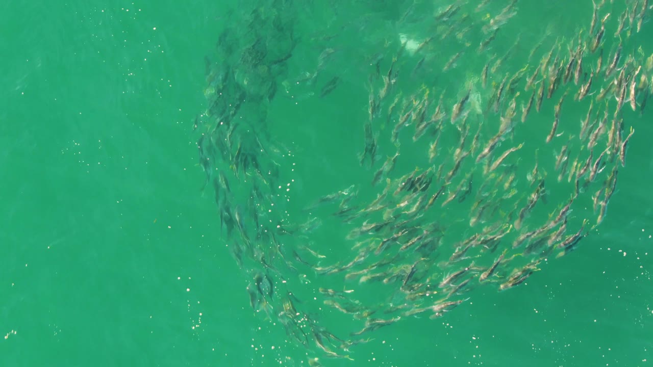 The small fish school tightens into a curved cluster in the green-turquoise water at Buzzards Beach, with suspended particles and no visible people.