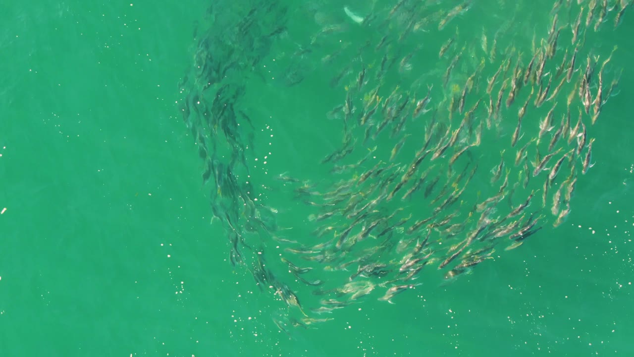 A rounded swirl of small fish sits near the upper right of the clear water frame at Buzzards Beach, Baja California Sur, with no visible people.