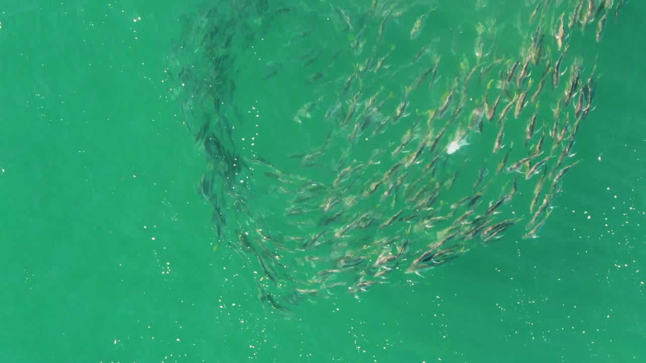 The school arcs diagonally through shallow turquoise water at Buzzards Beach, leaving open water and scattered bubbles around it, with no visible people.