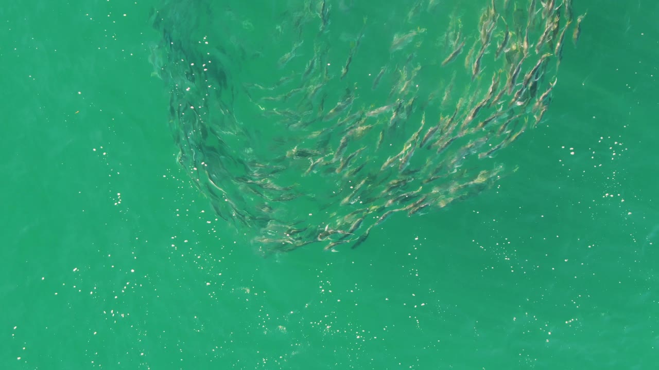Small fish gather near the upper left of clear turquoise water at Buzzards Beach, Baja California Sur, with ripples and sun flecks across the surface and no visible people.