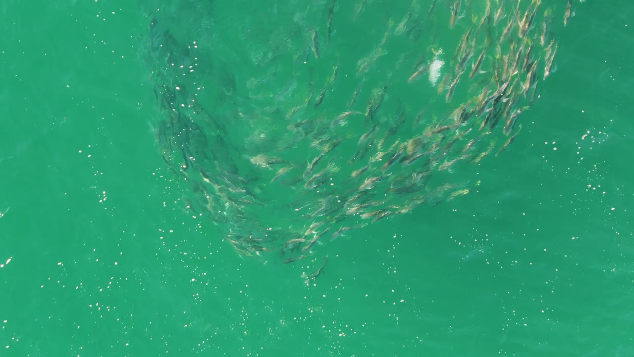 Fish school spreading under clear green turquoise ocean water.